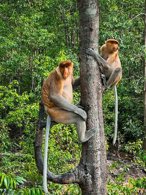 Two Week Borneo itinerary